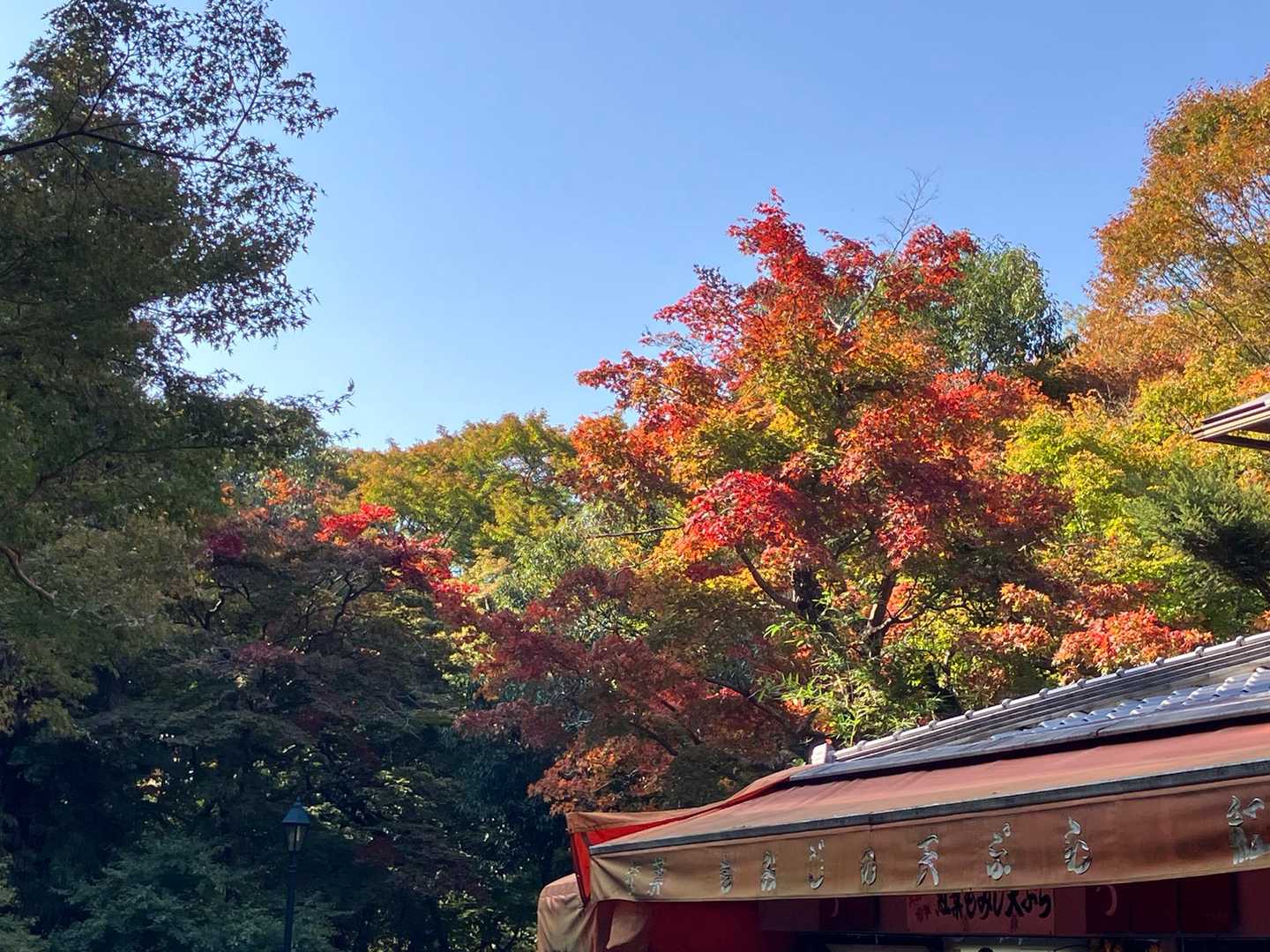 山道出口の売店には紅葉🍁🍁