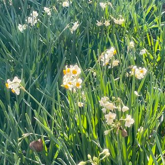 水仙も咲いていた