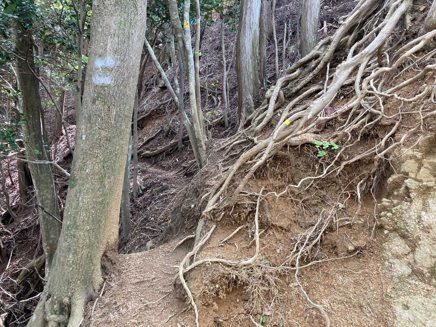 こんな感じのとこが始まる