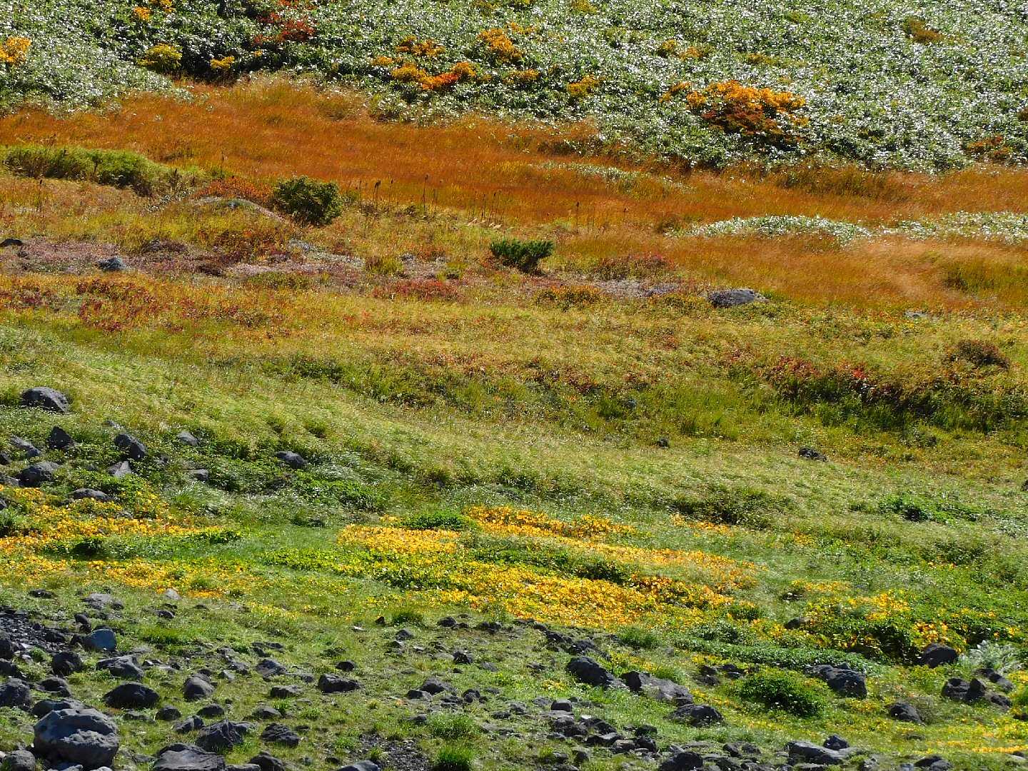 草紅葉、黄色はイワイチョウ