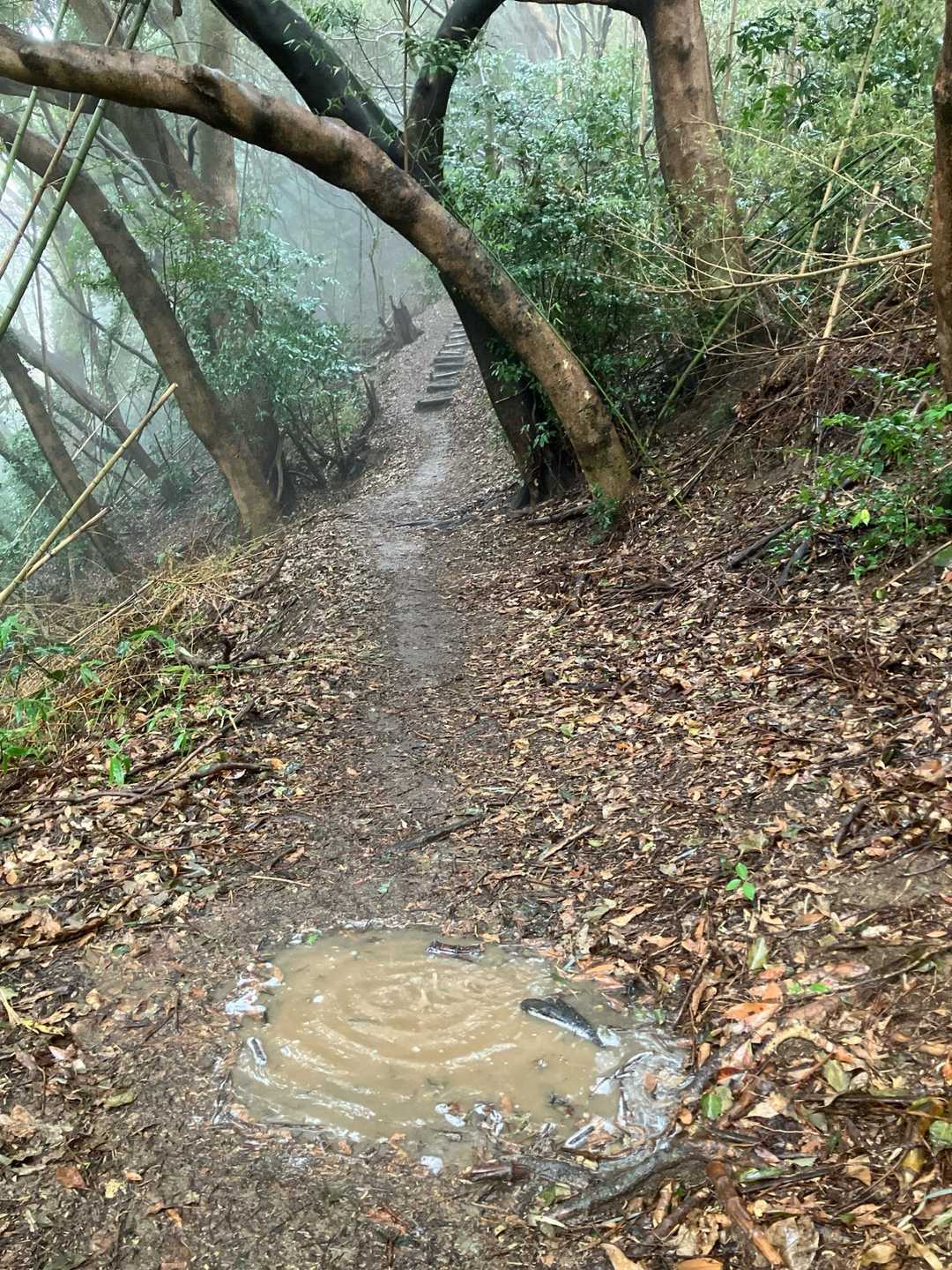登山道にも水溜まり
