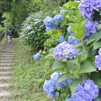 アジサイ咲く散策路
