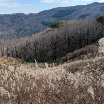 紅葉も終わり冬景色の深入山、かわいいススキが残っていました