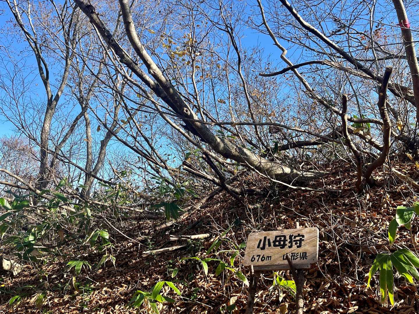 樹林の中！