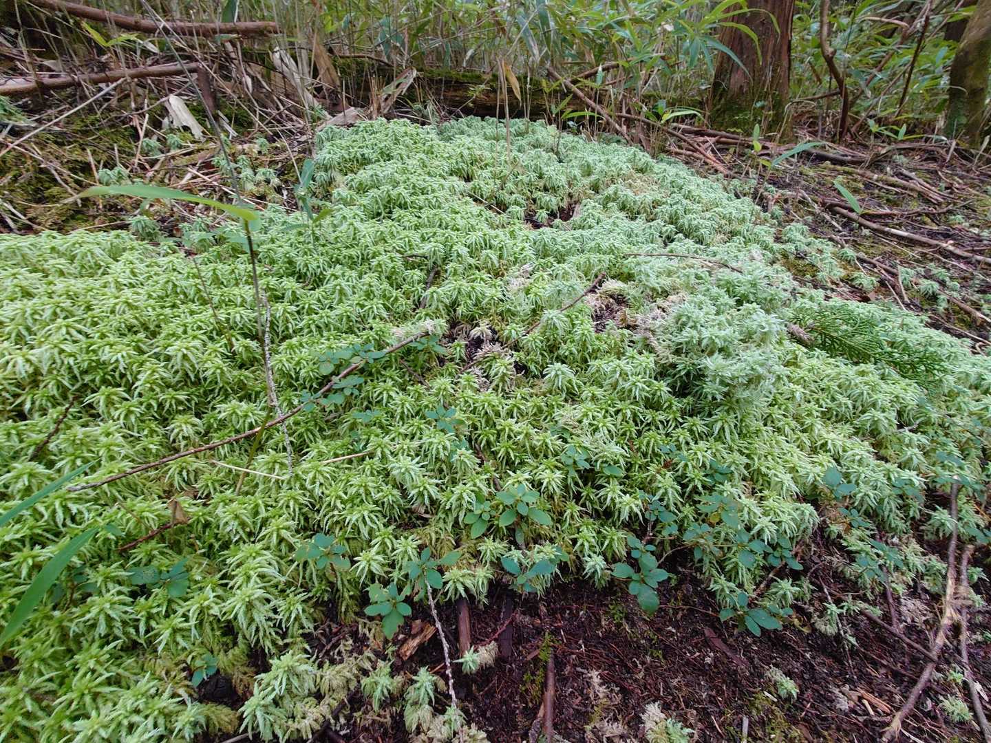 苔もキレイ