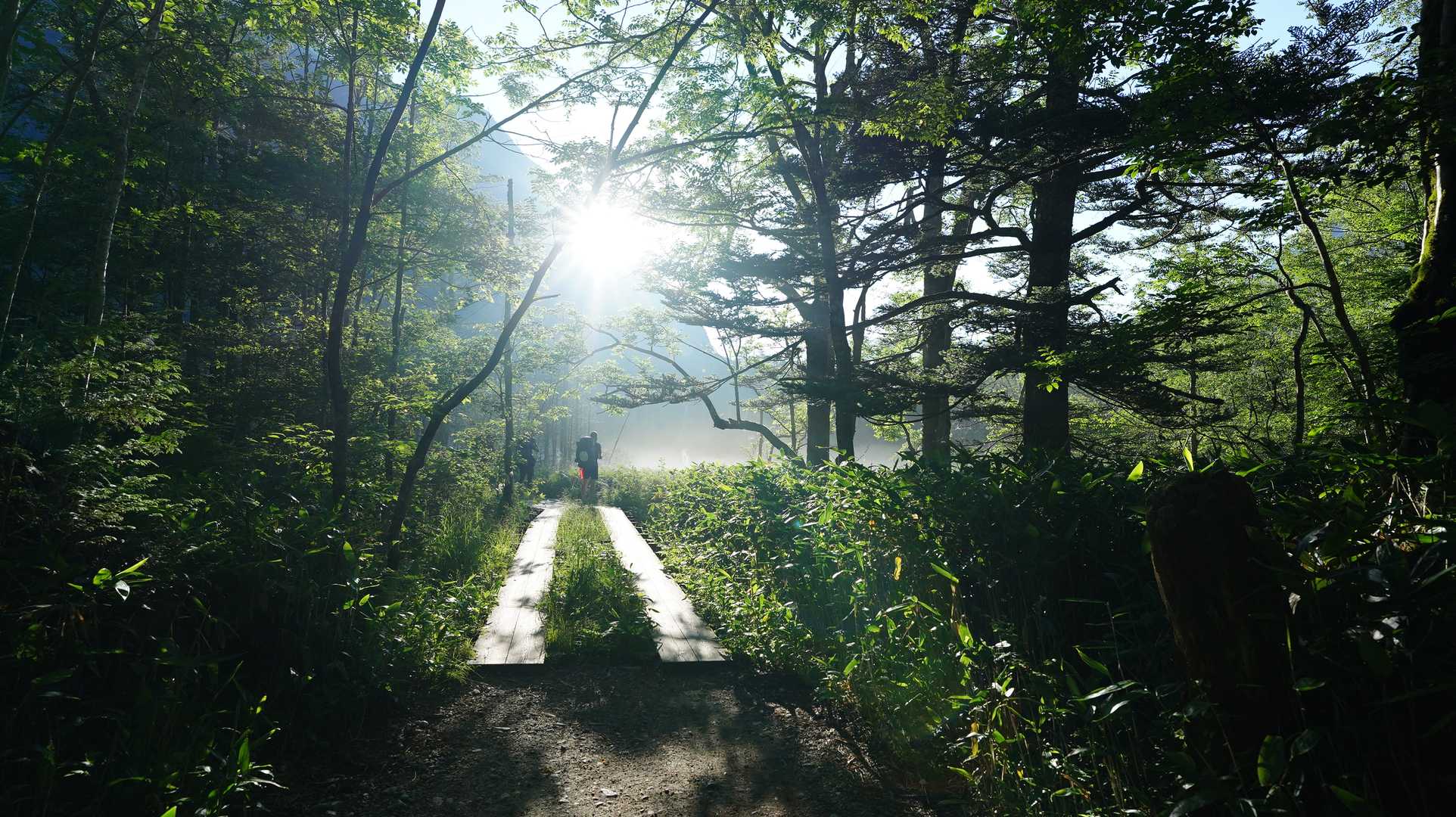 幻想の岳沢湿原