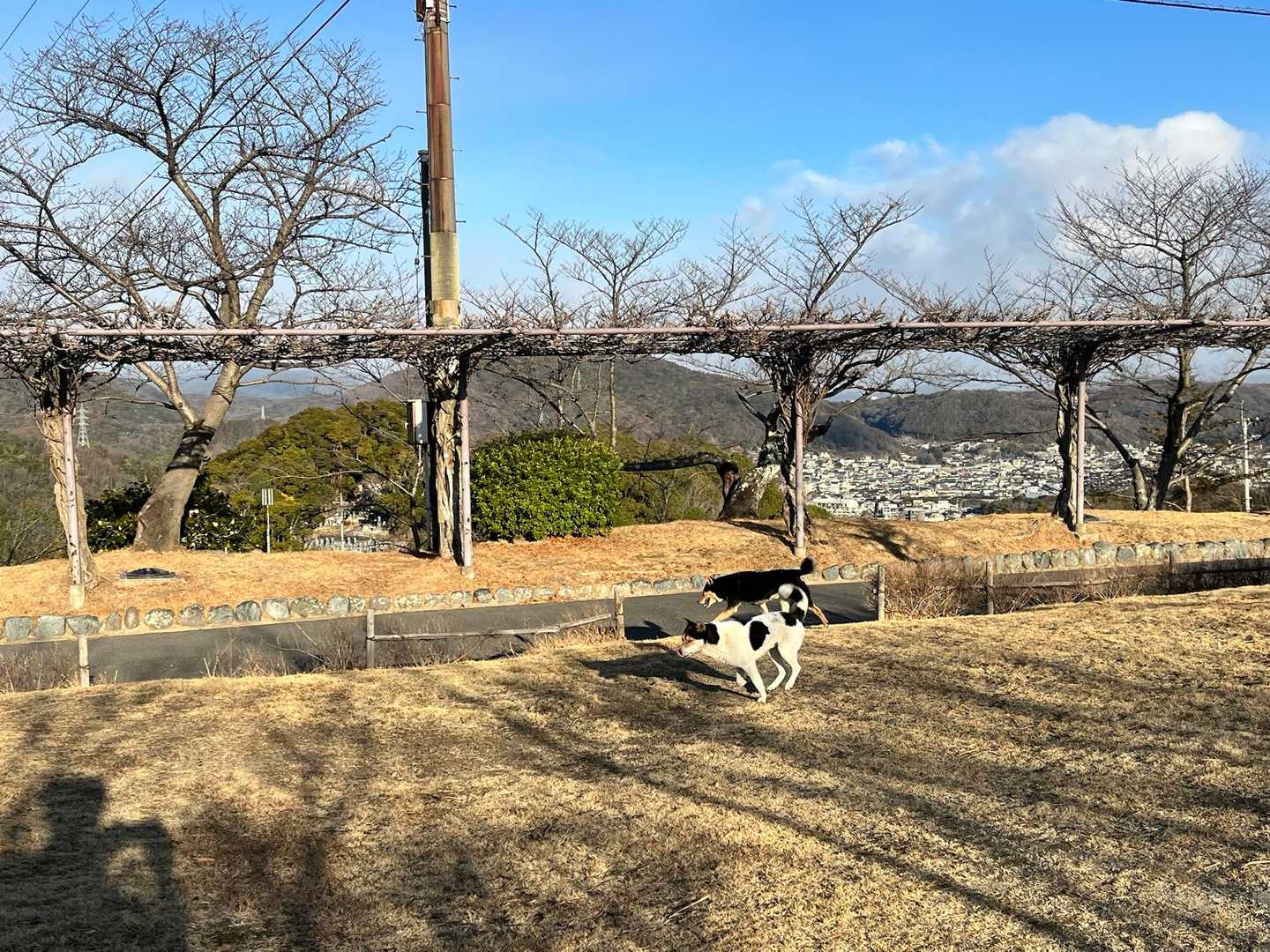 朝の巡回か？🤣