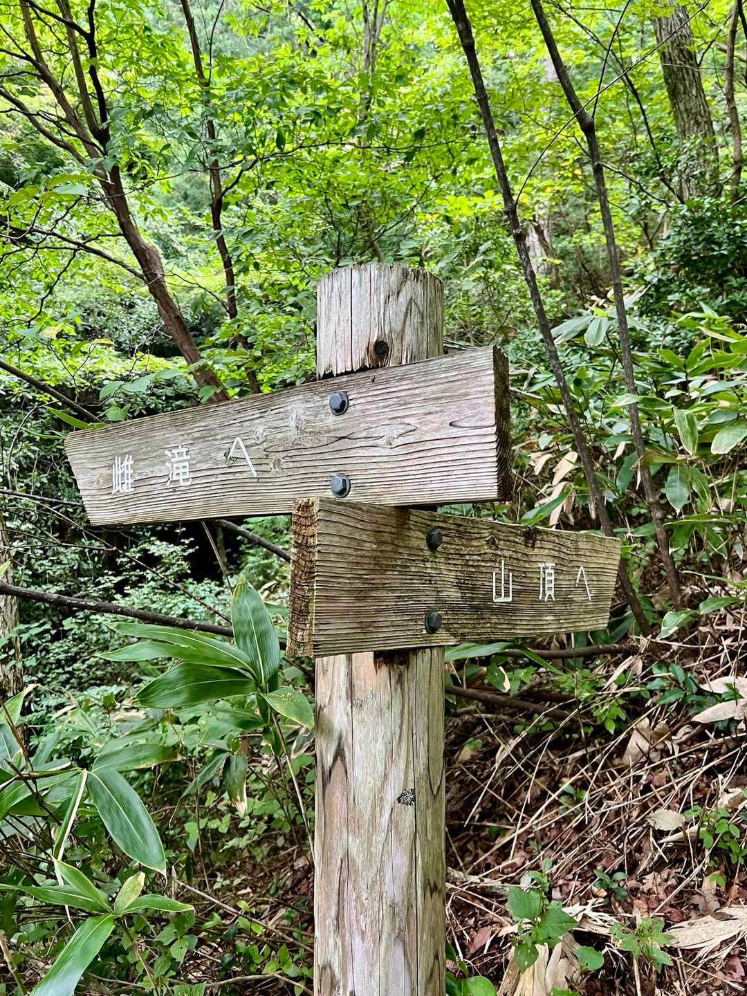 ここまでずっと尾根道を下るので、上りは直登となり、かなり辛いと思います😵