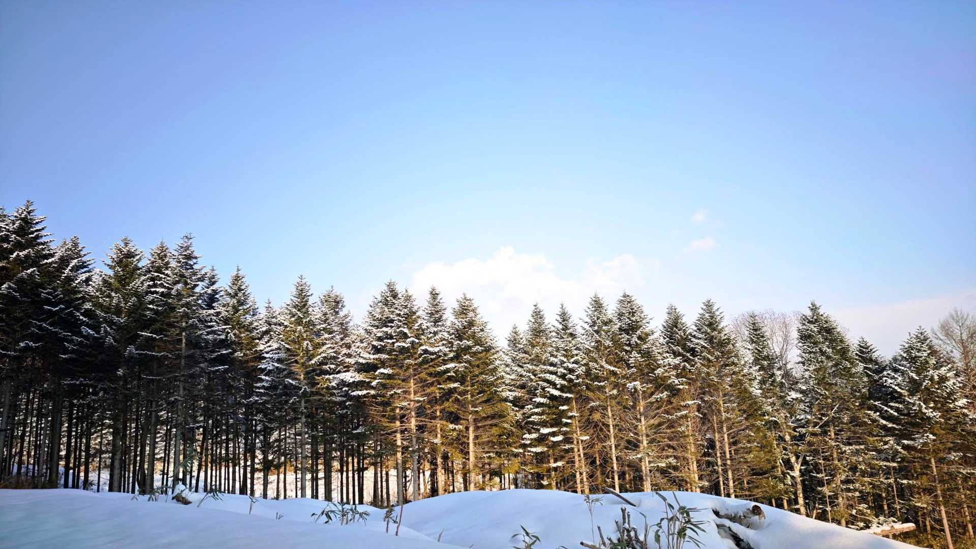 白旗山森林活用センター-月寒台-札幌台-白旗山 周回コースの写真