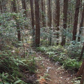 降ります🥾この辺りで黒い小さな小鳥🐦が二、三頭過ぎるも間に合わず😮‍💨