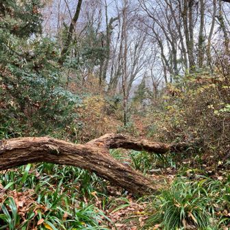 足の短さが難い…右回り入り口の倒木