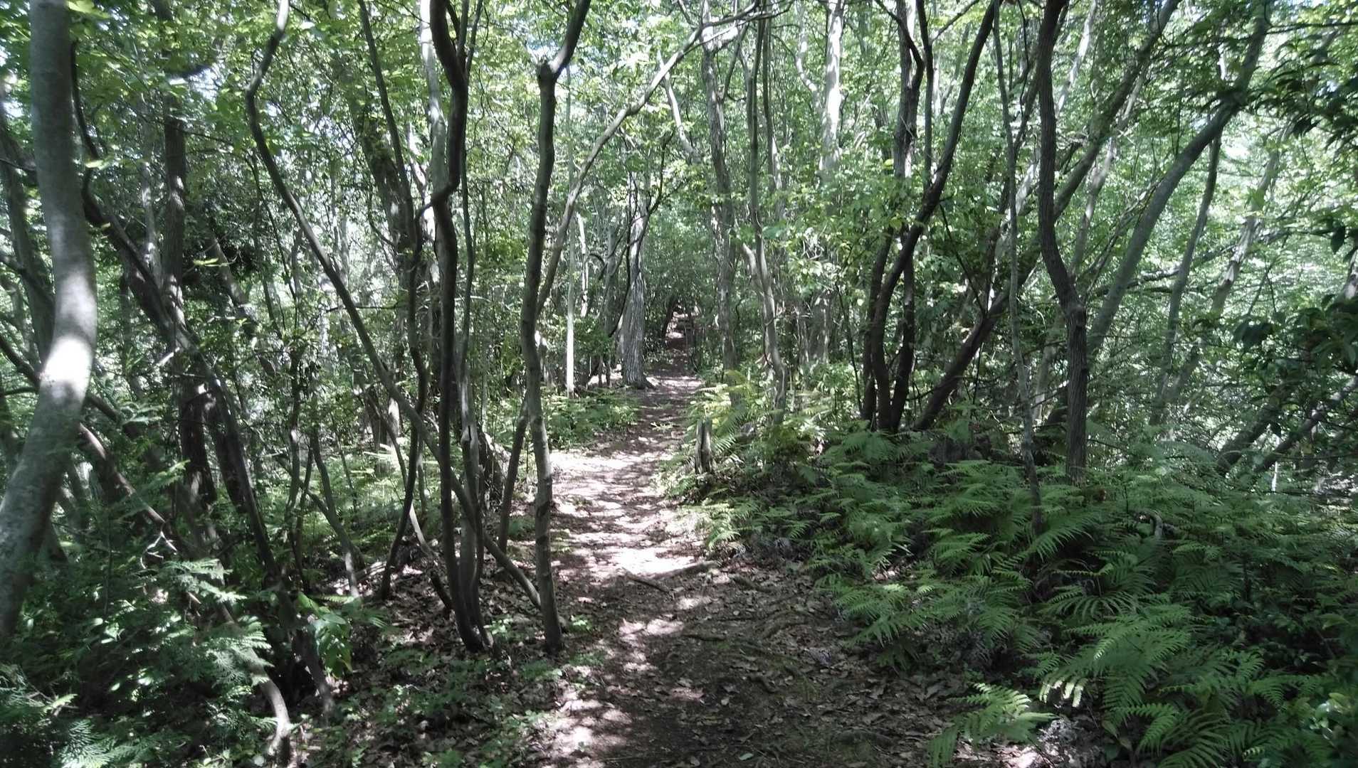 雑木林の回廊登山道