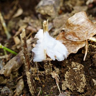 5号路のシモバシラ。小さいものがいくつかあった。