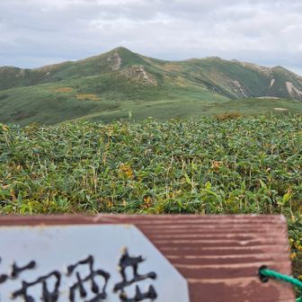 お久しぶりです御西岳
もう閉じていましたが、袂にイイデリンドウが一輪
