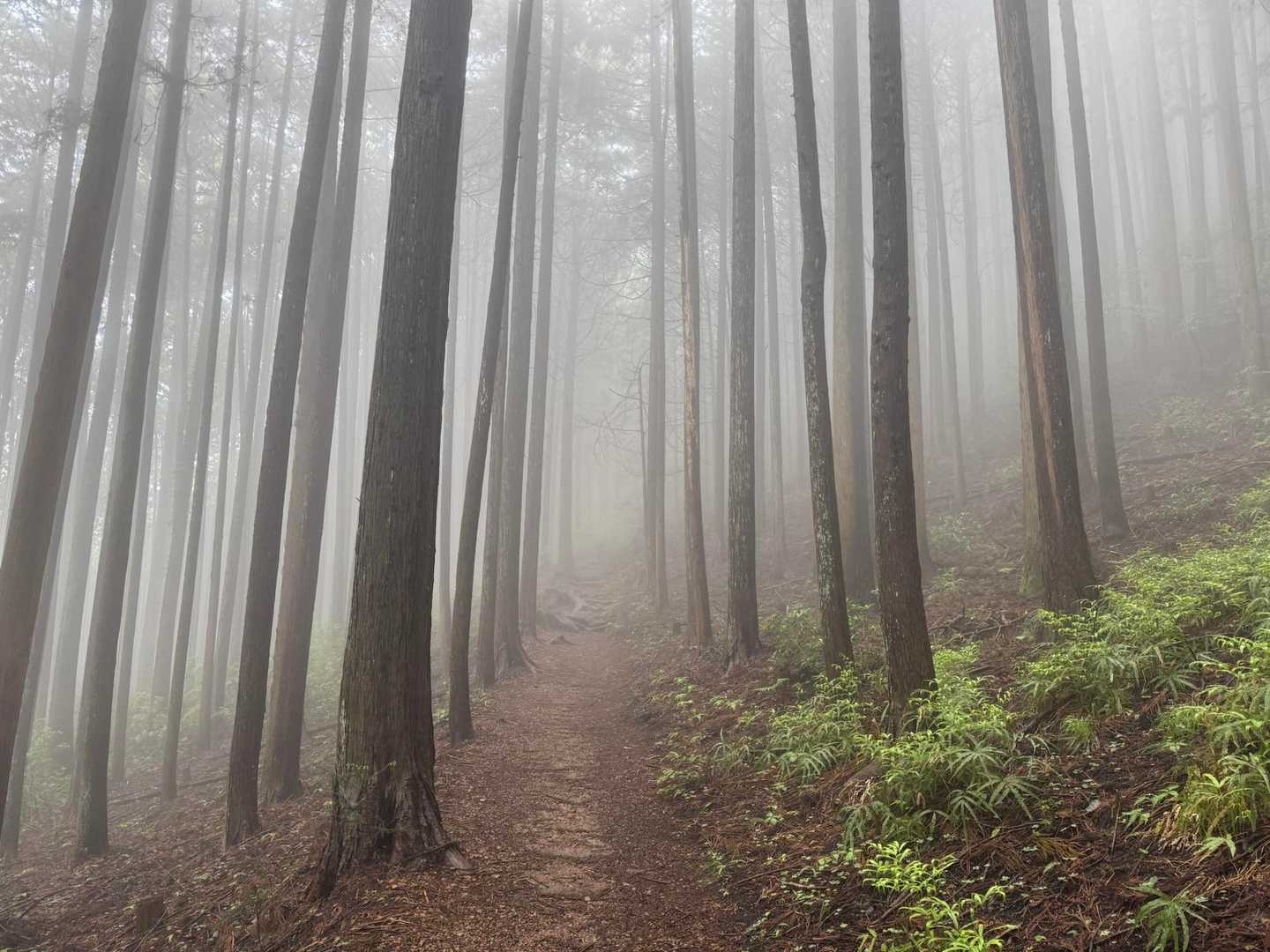樹林帯に入るとモヤモヤ😶‍🌫️