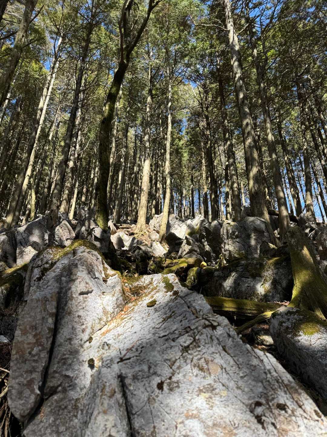 脊梁のお山っぽい白い石灰の岩