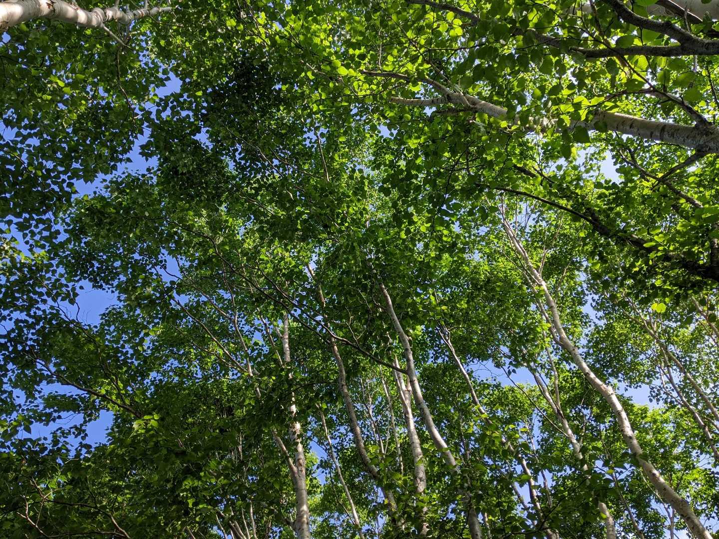 ダケカンバの合間から青空！