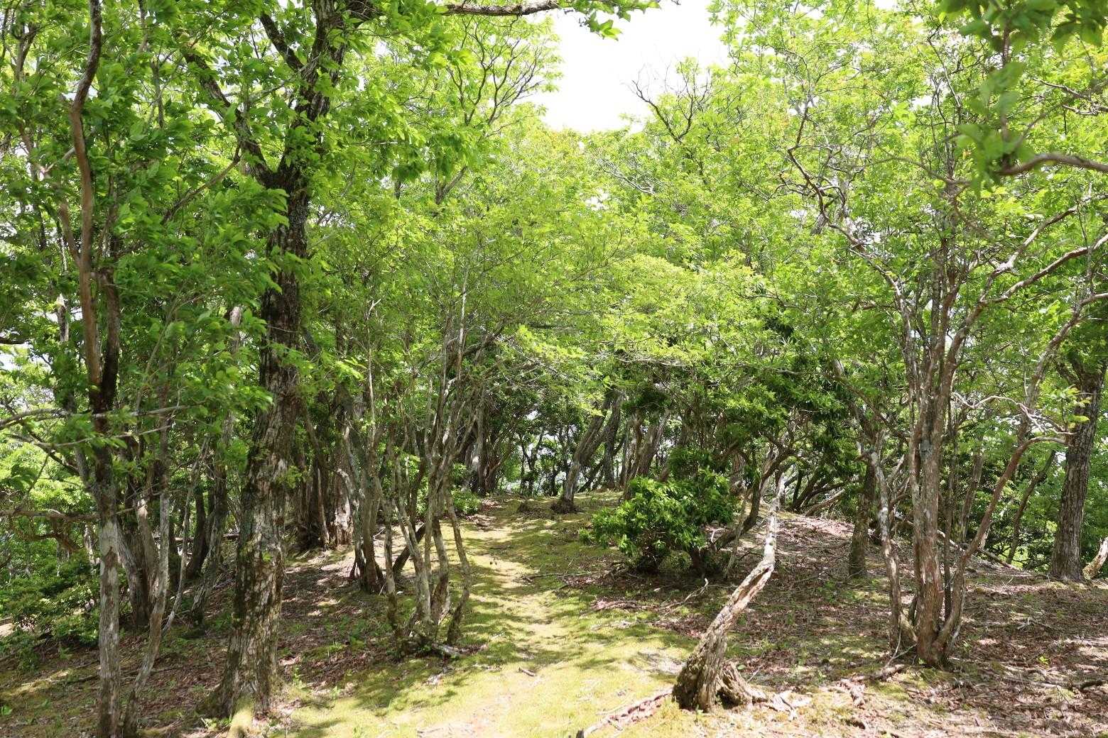 新緑の登山道は気持ち良い