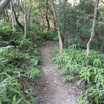 山道は平均こんな感じ。傾斜道、階段は砂っぽくて滑りやすい。