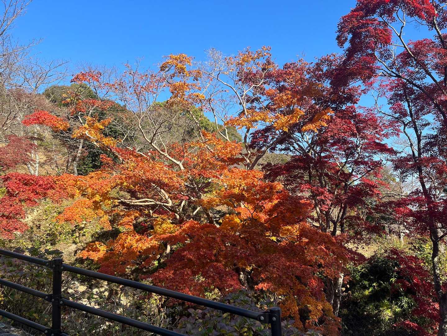 雨乞山-禅定寺山 周回コースの写真