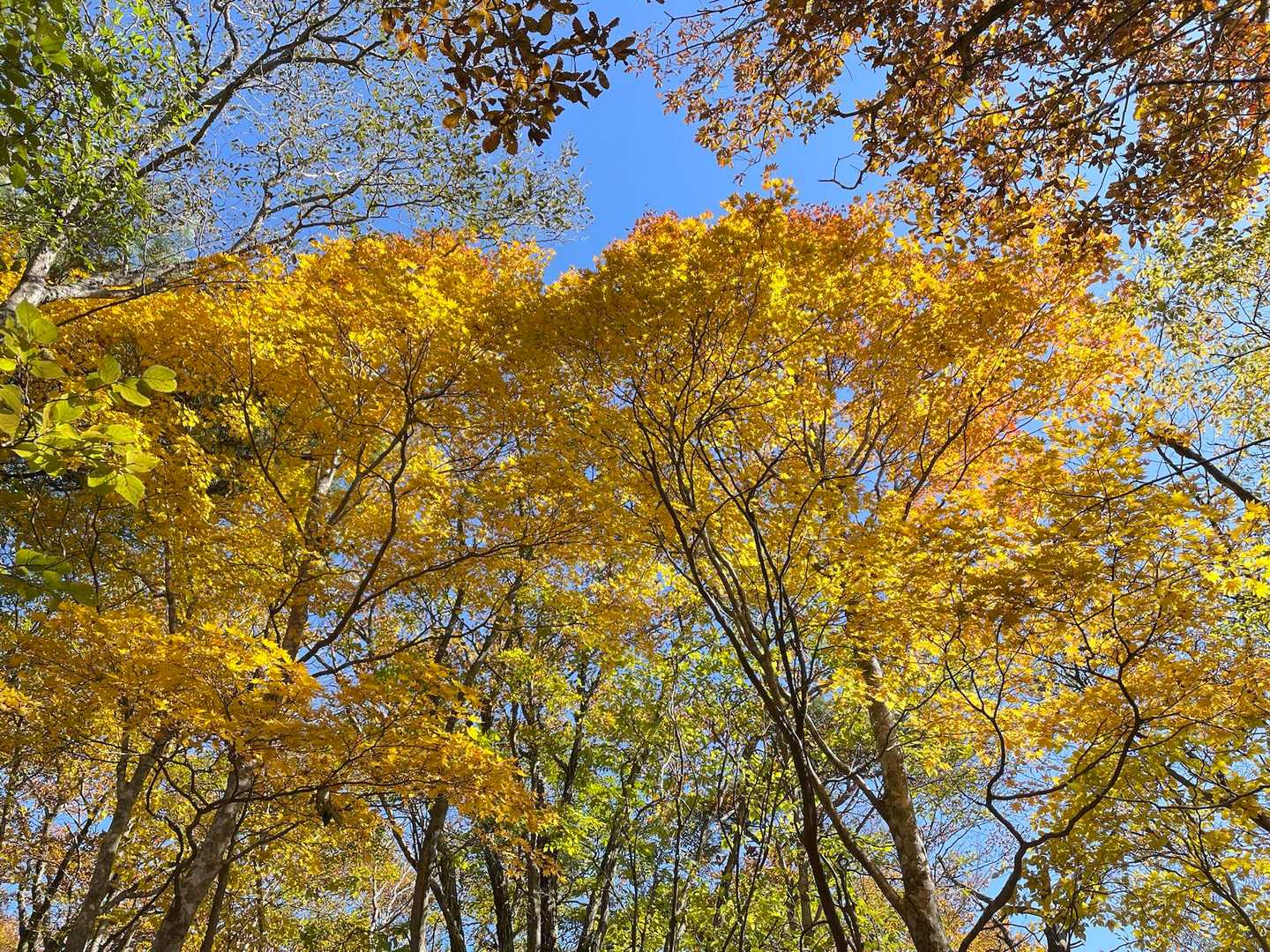 🍁🟡✨