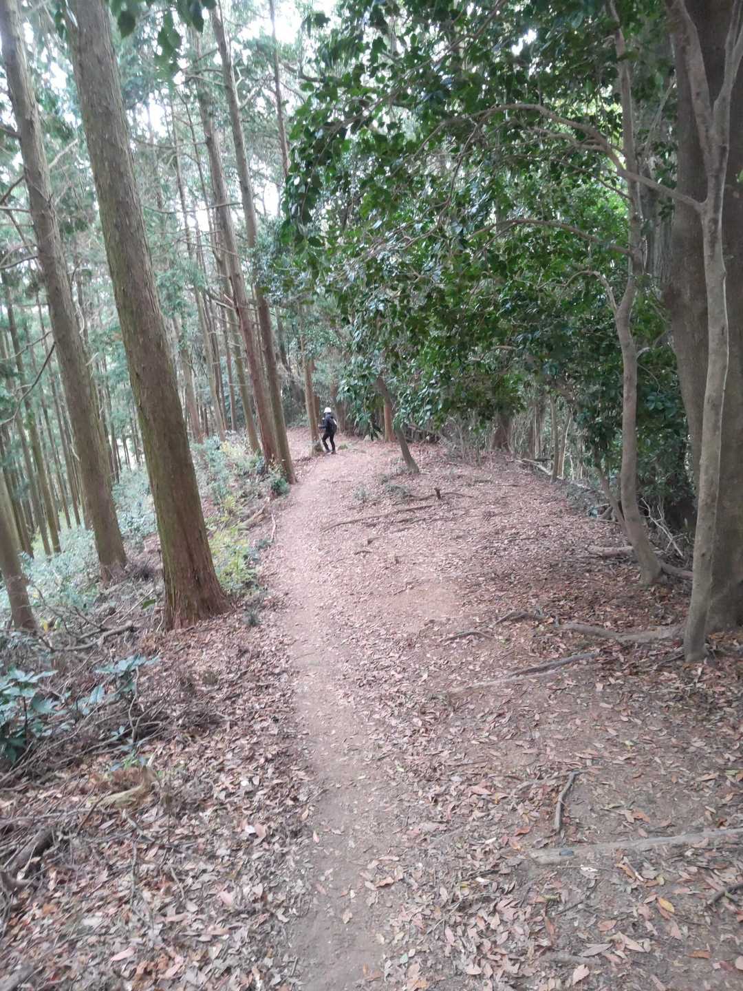 奥天拝-天拝山 往復コースの写真