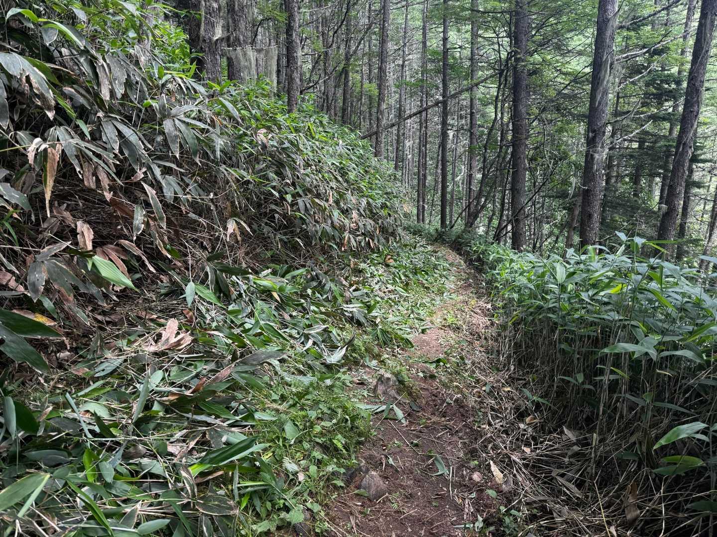 帰りには登山道の草を刈ってくれてる人がいた
感謝😊