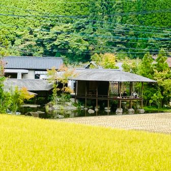 黄金の絨毯（田んぼ）