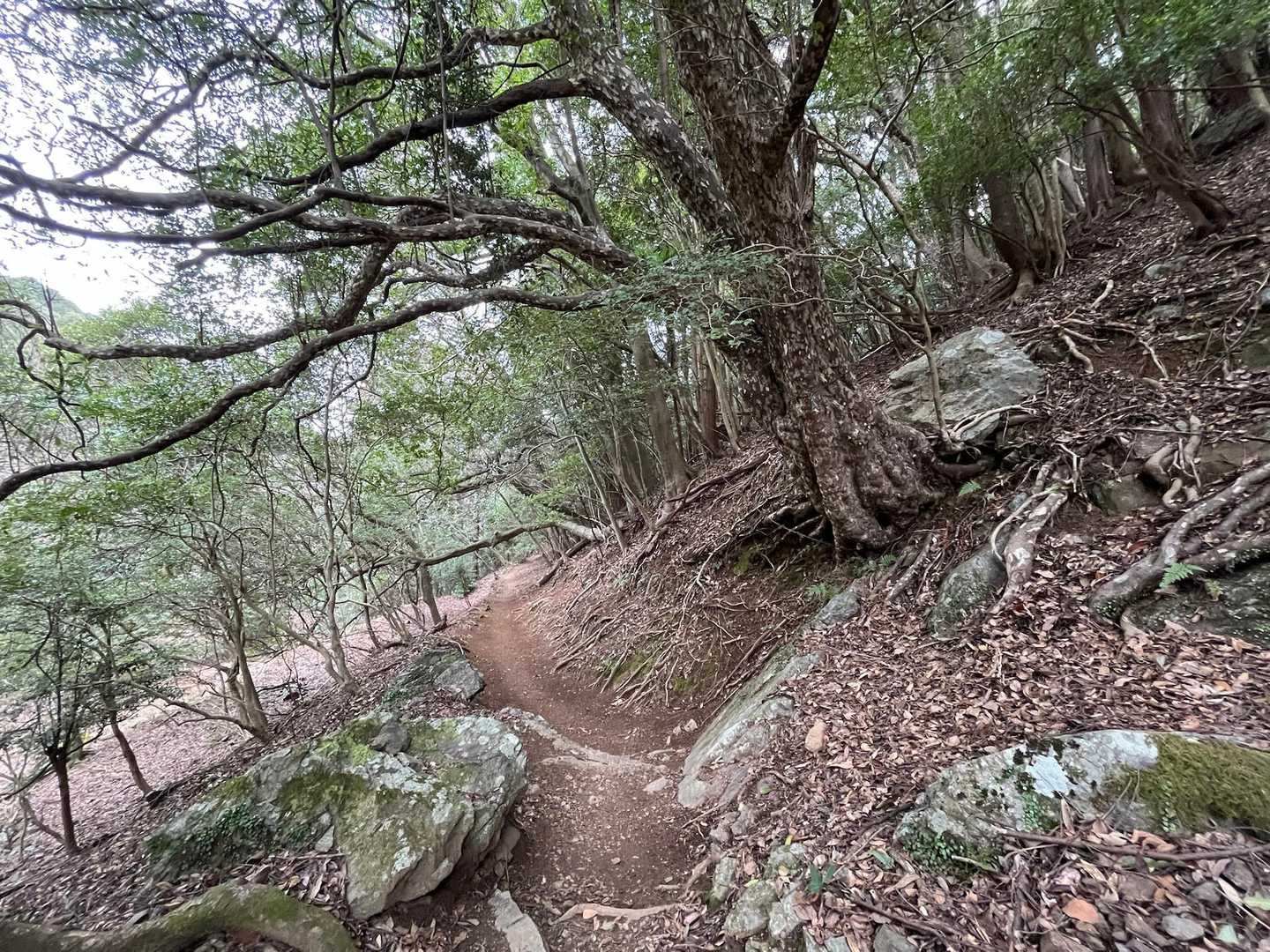 きれいな登山道を振り返る
