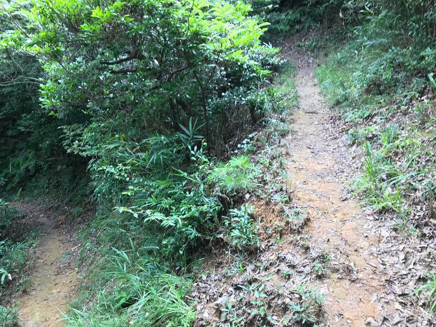 仏経山への山道。