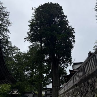 御神木
