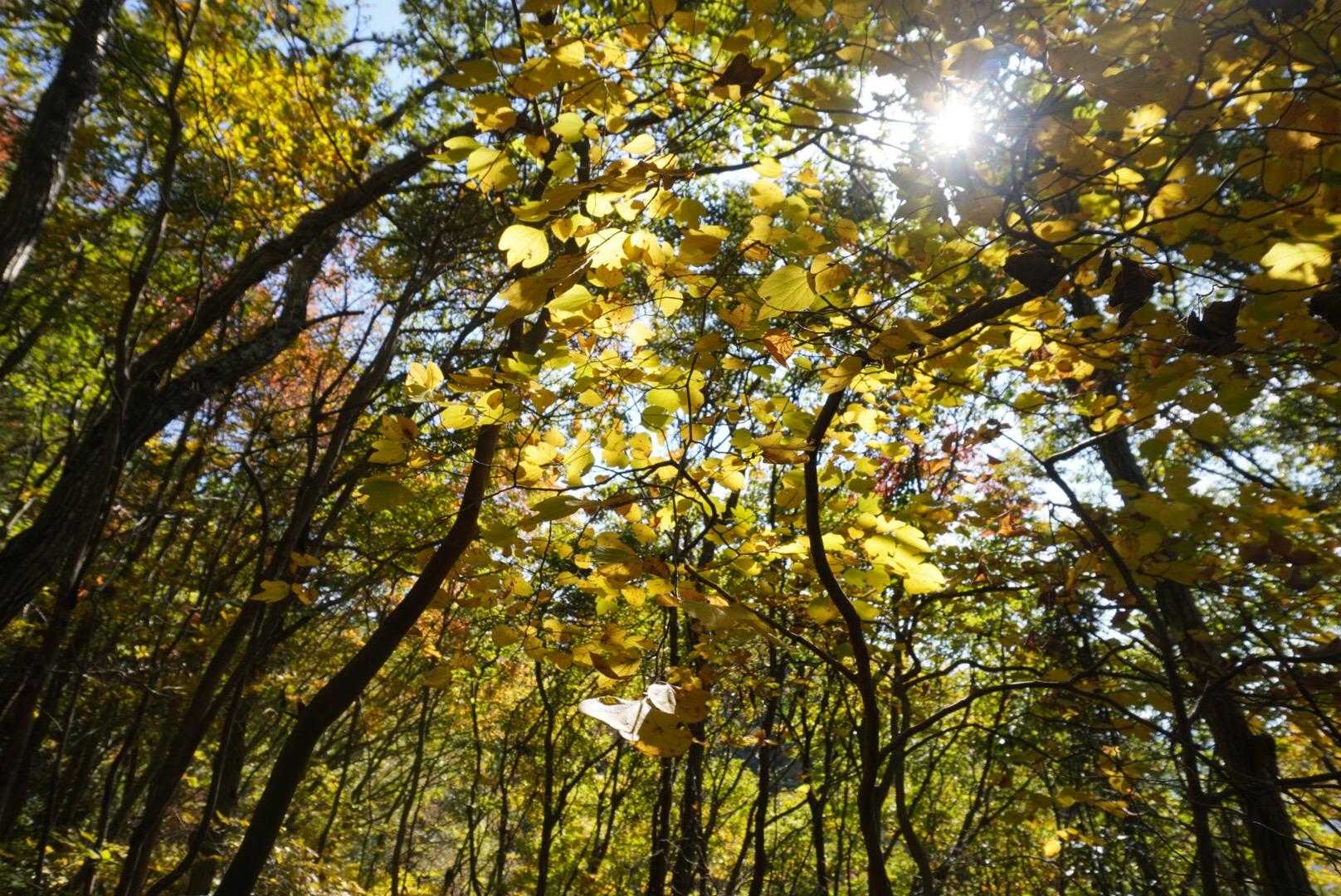 黄色いトンネル💛を歩いていく