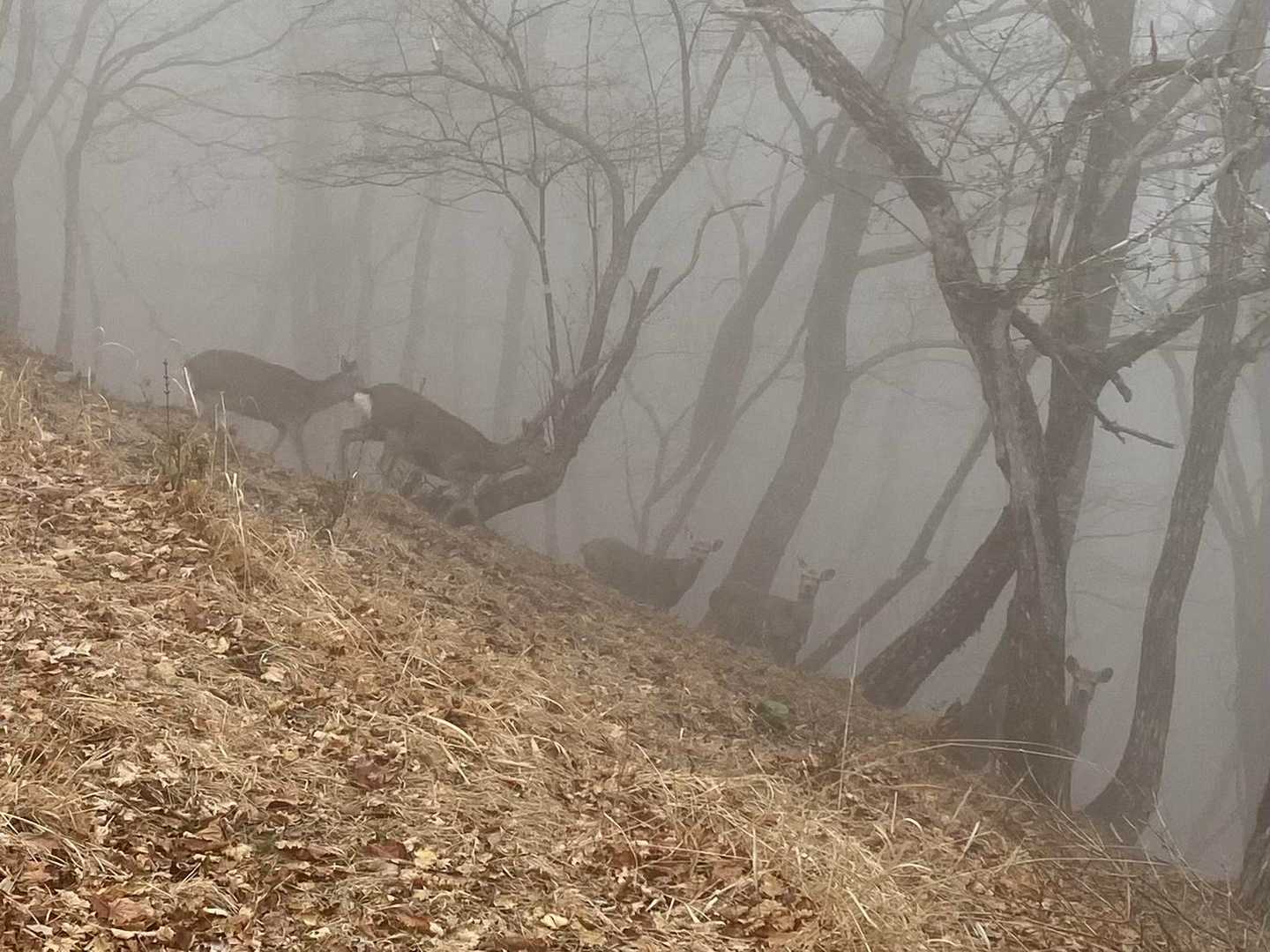 鹿の群れに遭遇🦌
（熊🐻に会わなくてよかった､､､😅）