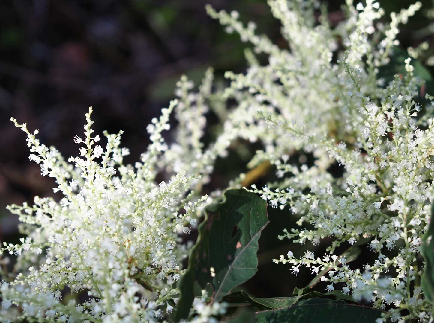 イタドリの花ってきれいですね！！