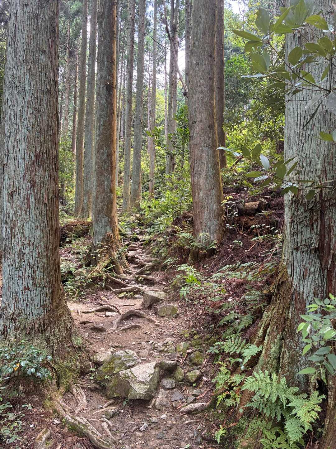 住吉道は日陰でいい感じ。