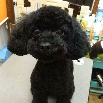 Huu。