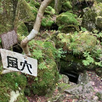 ハシゴもあると・・・