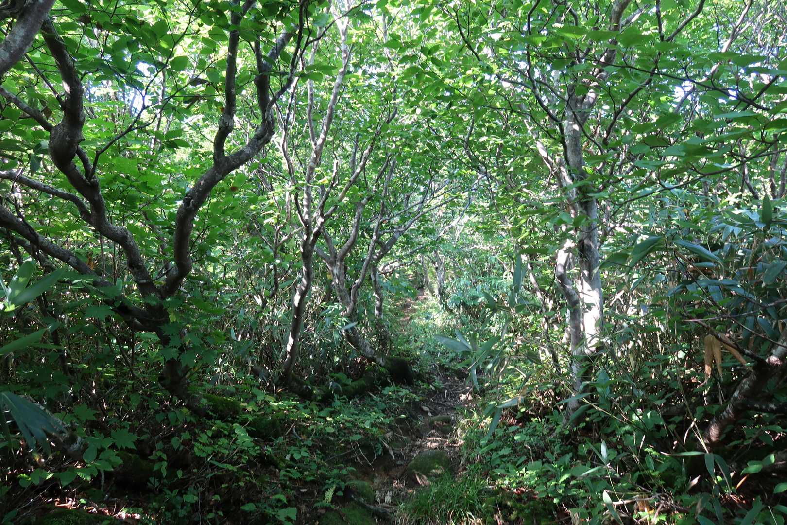 最後の樹林帯を抜けると～