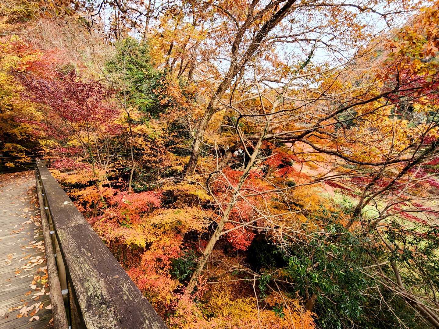 駐車場の近くだけど、良い感じ🍂