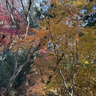 黄色も良いね👍