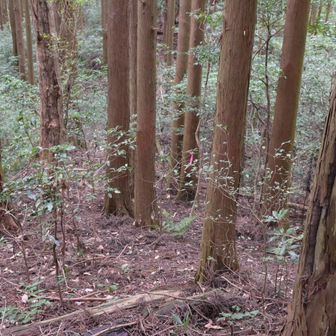 激下りを何とか走破