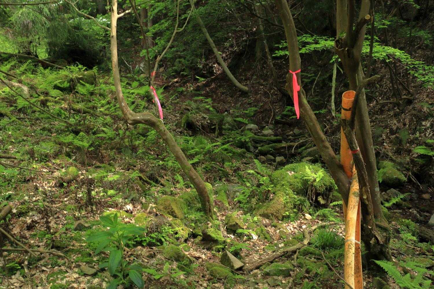 作業道から左の谷筋に登って行きます