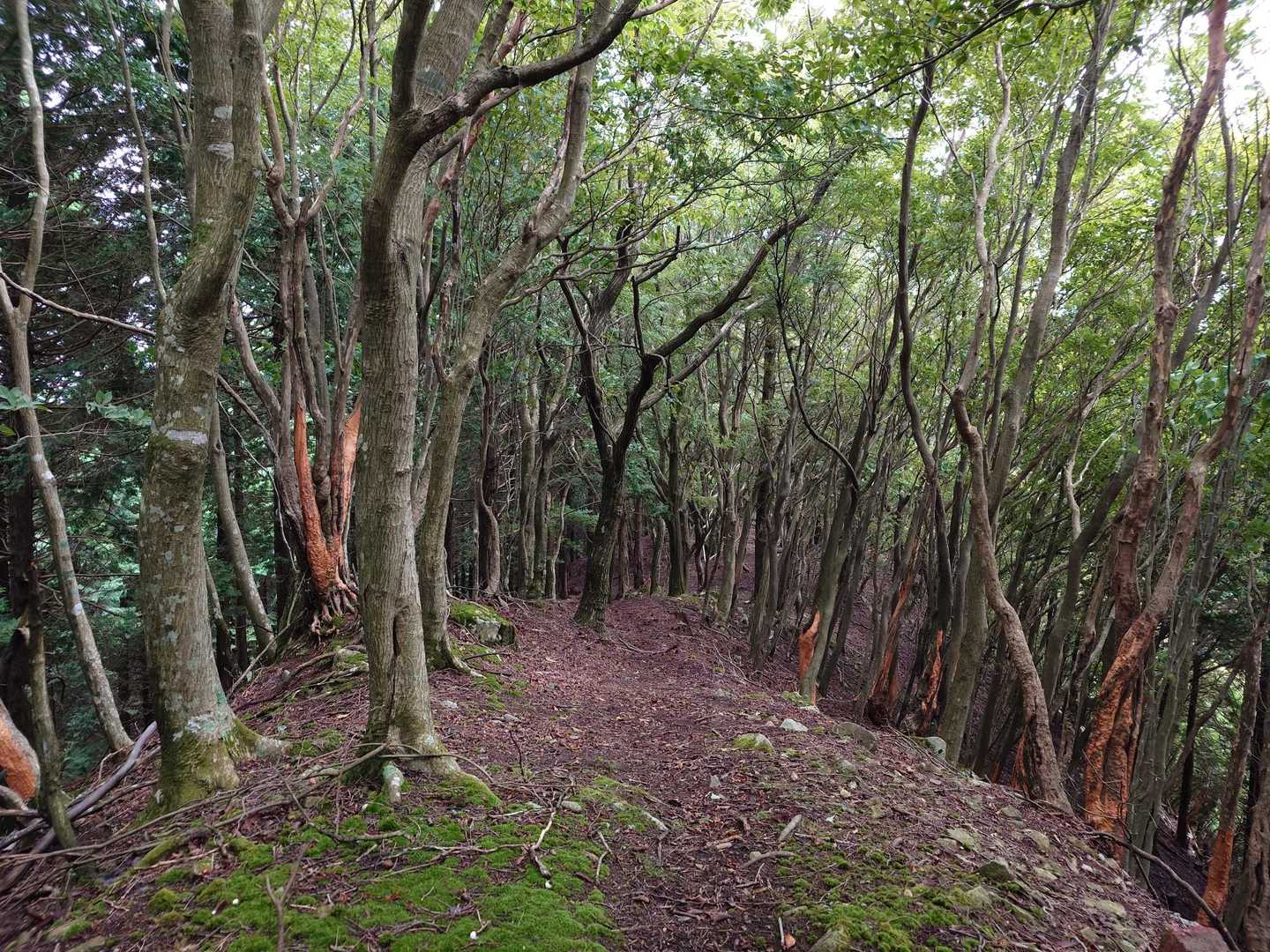 木の皮、鹿🦌が食べた跡

風が通る気持ちの良い尾根ではあったが、もの寂しく感じたのは曇り空と遠くが見えない閉塞感から来るものだったと思う