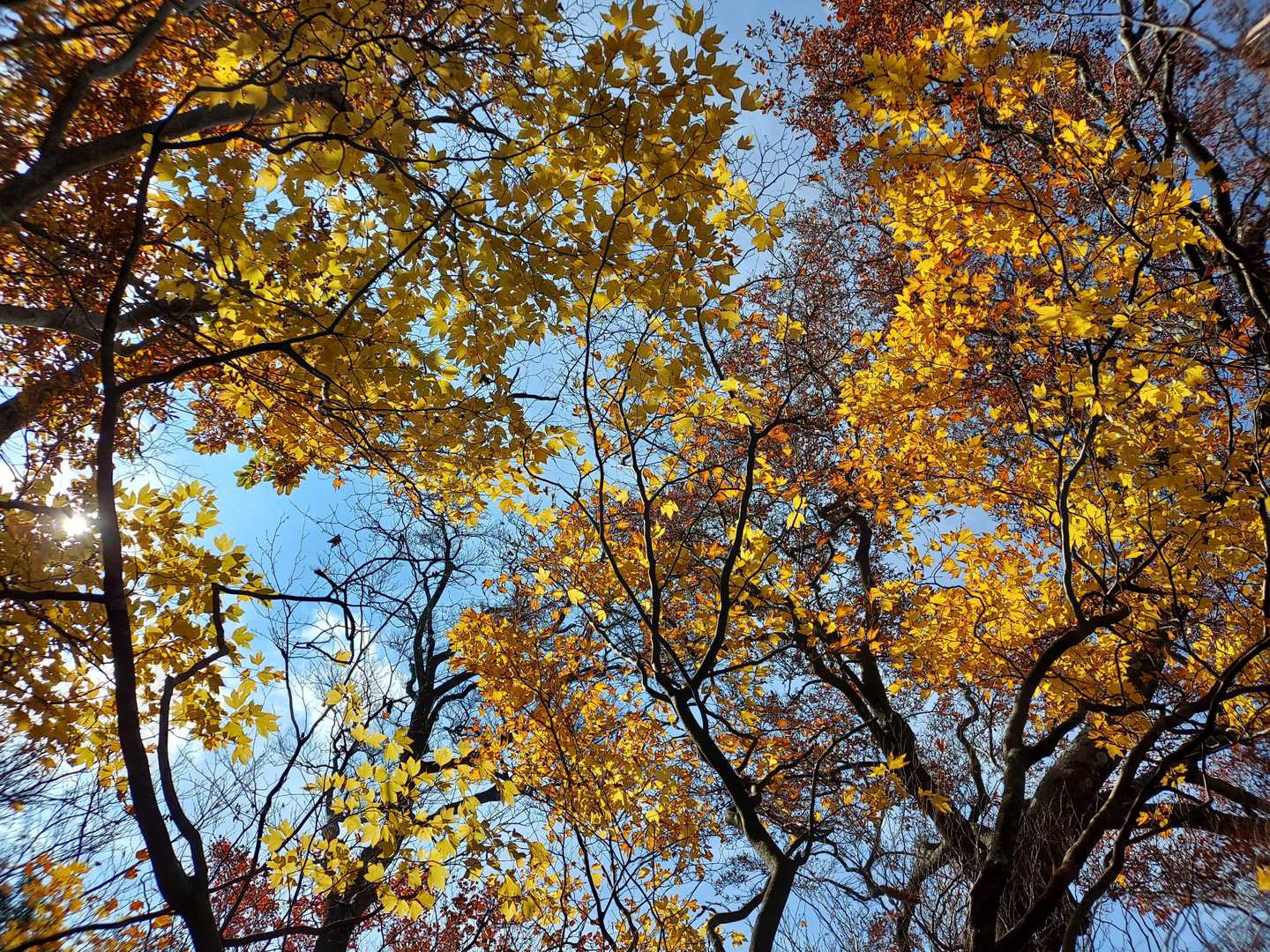 🍁