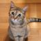 猫３