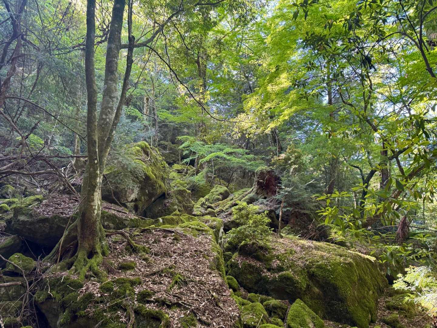 苔むした岩や樹林…これも脊梁ならでは