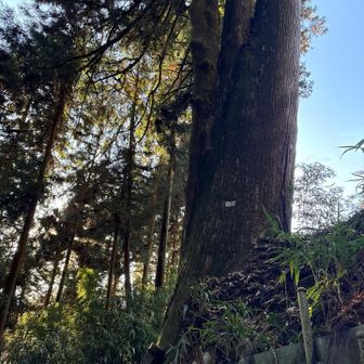 杉のナンバープレートのカウントダウンに騙されてはいけない。
1番だからと言って終わりではないから