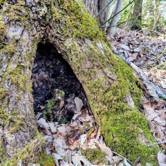 何気に木祠っぽく中に子株が