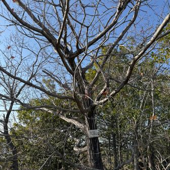 １１ピーク目
大谷山。⚾関係あるのかなあ？