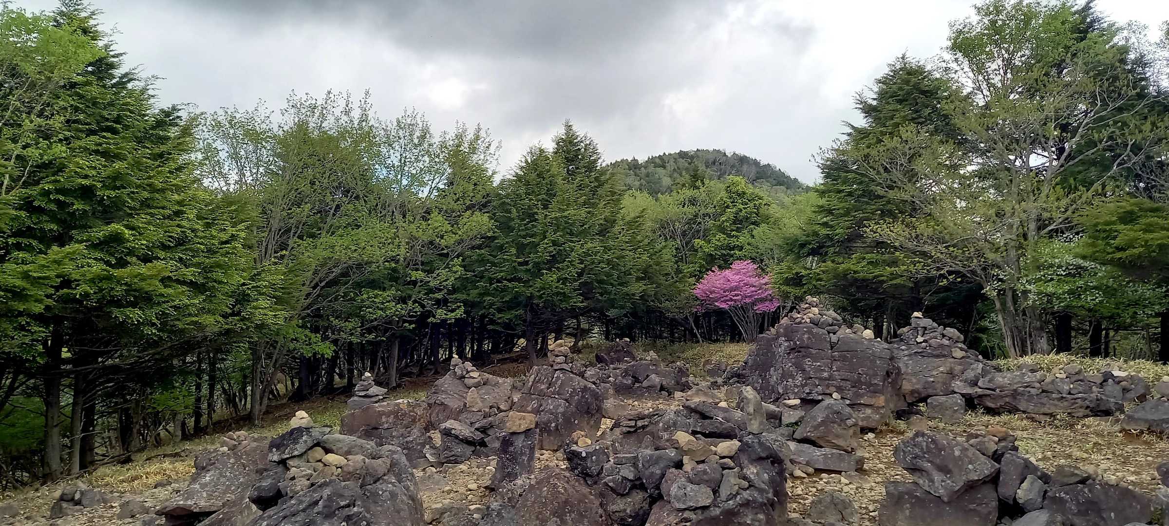 ピンク映えるね🌸